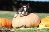 BOSTON TERRIER 060